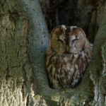 Bosuil in Rhenen, Canon 5d mk2, ef 500mm f4, 2x tc II: 1000mm, f/11, 1/20 sec, iso 800