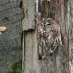 Bosuil in Doorwerth, Canon 5d mk2, ef 500mm f4, 2x tc II: 1000mm, f/11, 1/40 sec, iso 1600, +1/3 stop