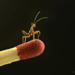 Praying Mantis (Otomantis sp.) Foto: Marianne Brouwer