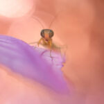 Foto: Marianne Brouwer