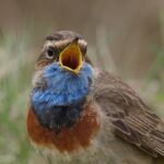 Blauwborstje