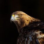 steenarend