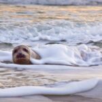 Grijze Zeehond